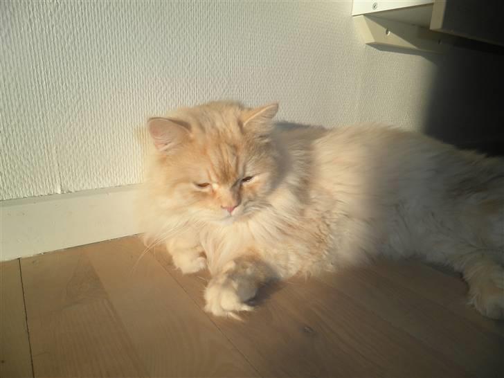 Blanding af racer Sigurd - Sigurd slapper af og nyder varmen i solen billede 1