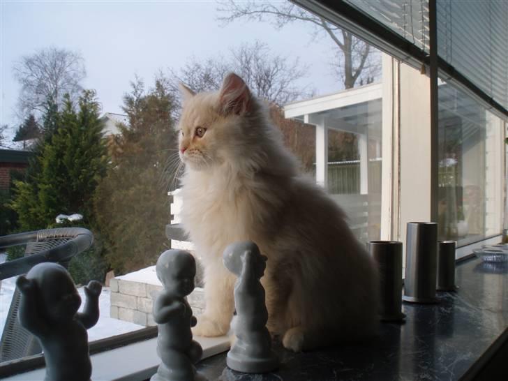 Blanding af racer Sigurd - Er jeg ikke bare smuk :o) billede 2