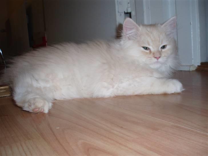 Blanding af racer Sigurd - families lille putteløve  billede 3