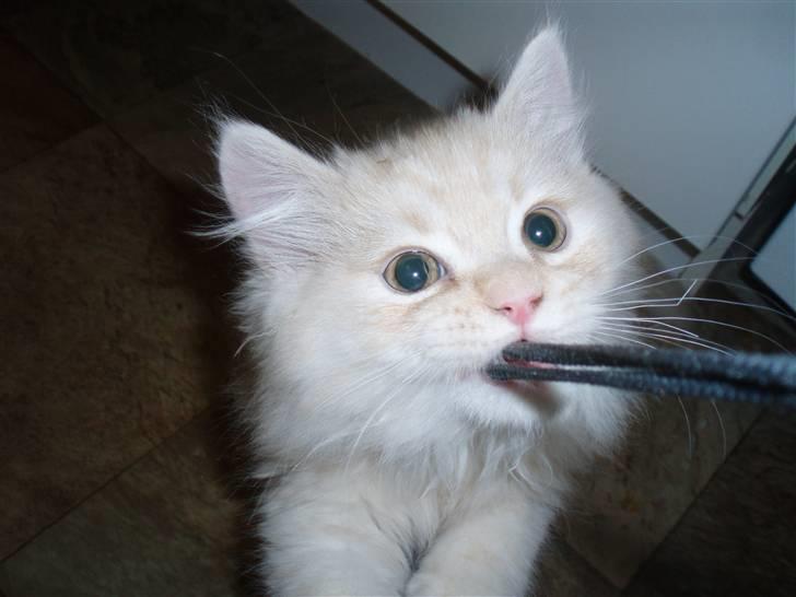 Blanding af racer Sigurd - Gi´ mig det kamera, kom så med det... billede 4