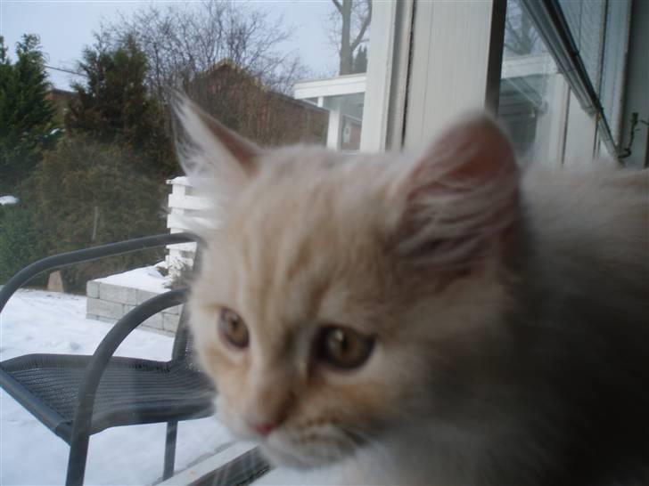 Blanding af racer Sigurd - Går lige en tur i vindueskarmen, og kigger ud på sneen. billede 5