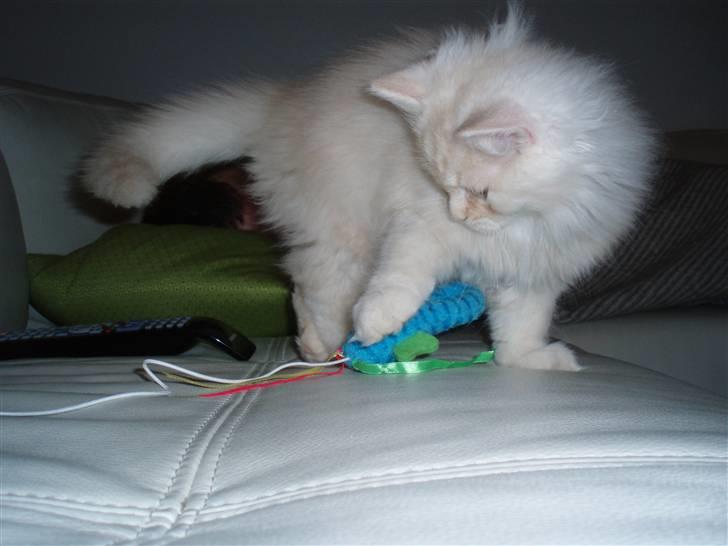 Blanding af racer Sigurd - Jeg er rigtig legesyg billede 6