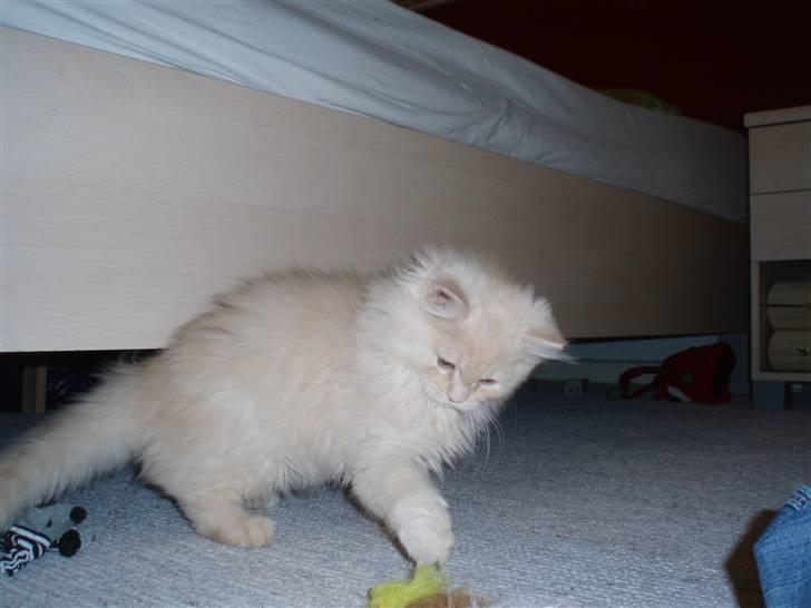 Blanding af racer Sigurd - Jeg er lige kommet hjem til min ny familie, 16 uger. billede 7