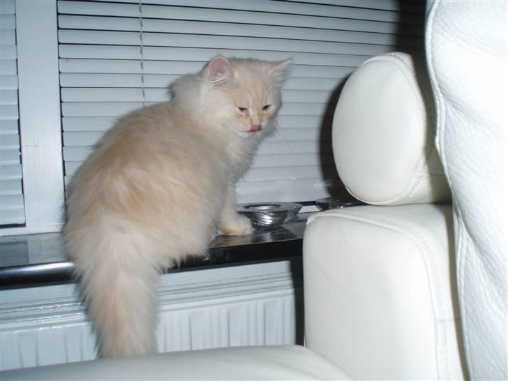 Blanding af racer Sigurd - Sigurd 16 uger gammel billede 8