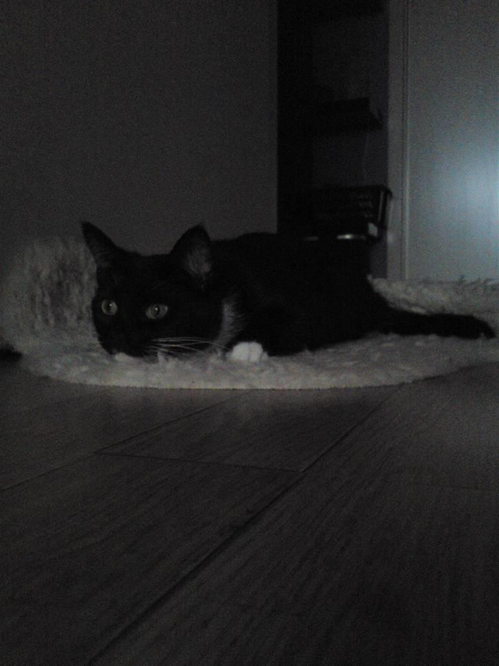 Huskat Mania <3  - Legesyg! :D billede 15