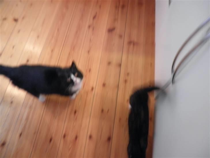 Huskat Smokingkat FredeBo's Mille - Hej mille :) Undskyld kvaliteten :D billede 6
