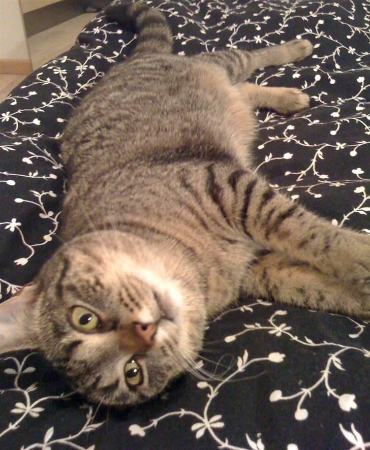 Huskat Soffie - TAGET I ÅR 2010 billede 16