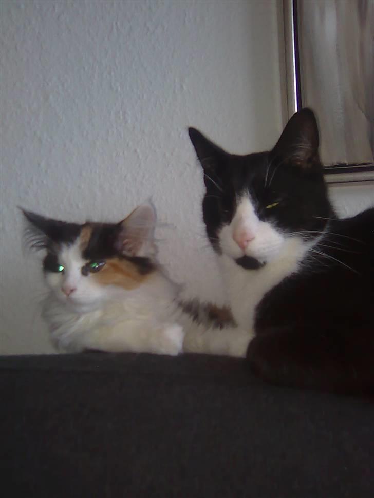 Maine Coon Lady billede 6