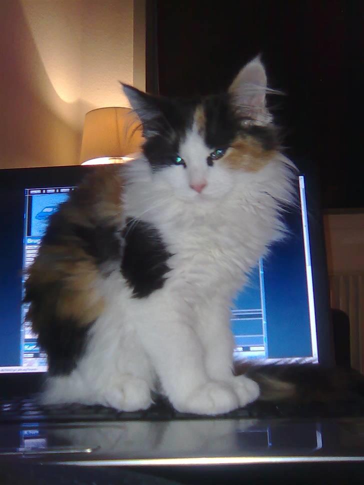 Maine Coon Lady billede 7