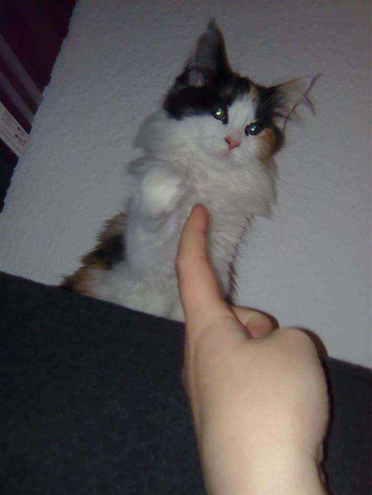 Maine Coon Lady billede 9