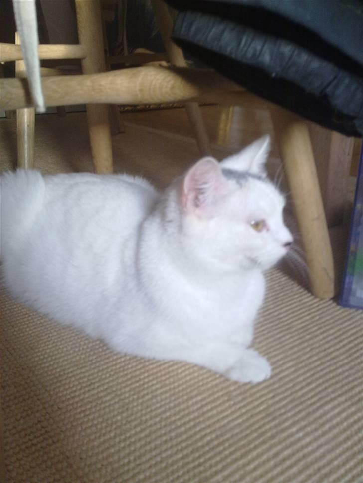 Blanding af racer Kaos billede 1