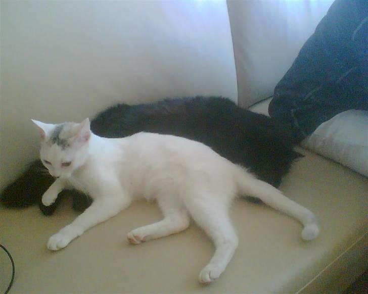 Blanding af racer Kaos billede 2