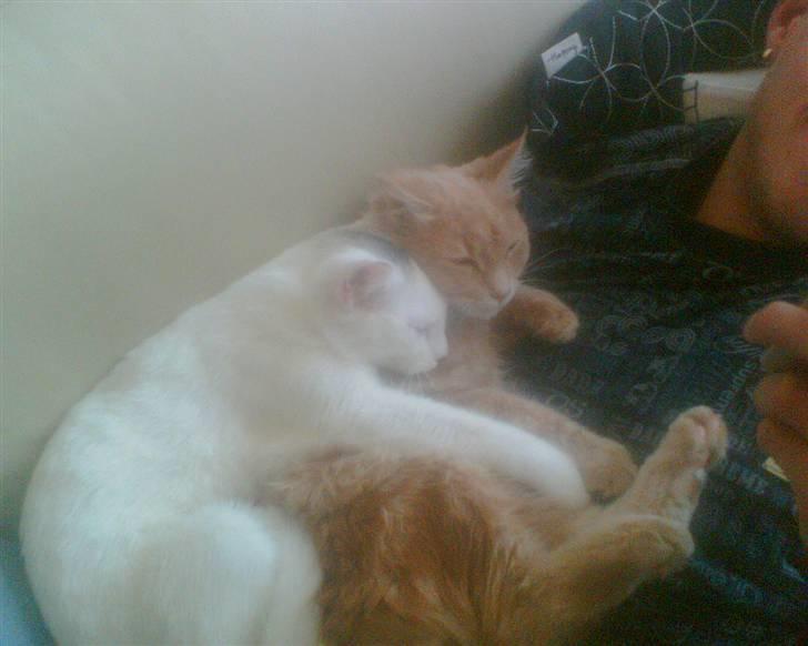 Blanding af racer Kaos billede 3