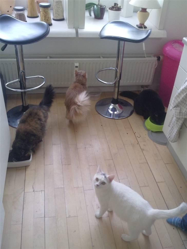 Blanding af racer Kaos billede 4