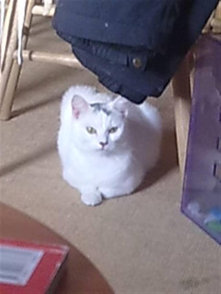 Blanding af racer Kaos billede 5