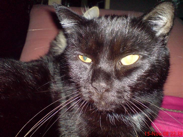 Huskat Arez - arez der lige har sovet billede 5