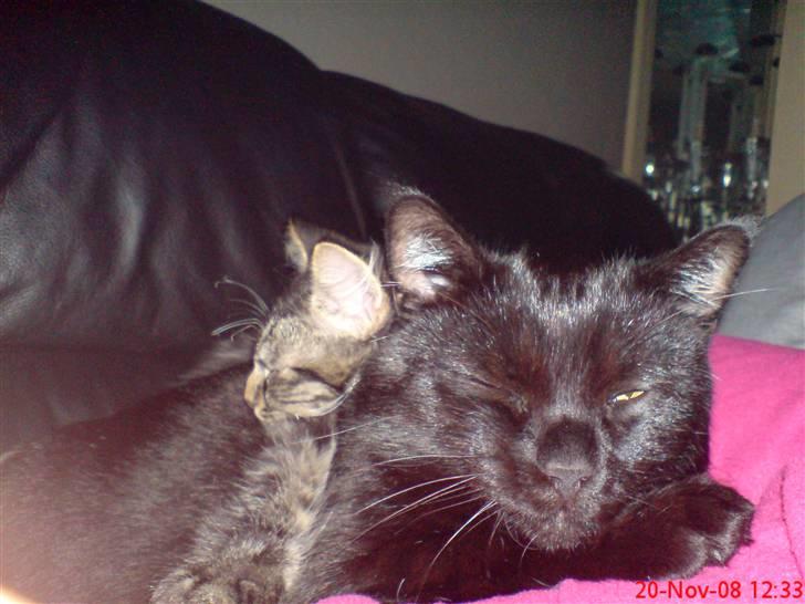 Huskat Arez - arez der sover igen :) billede 6