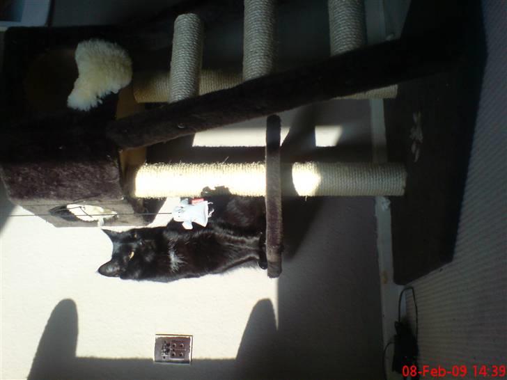 Huskat Arez - arez der slikker sol billede 7