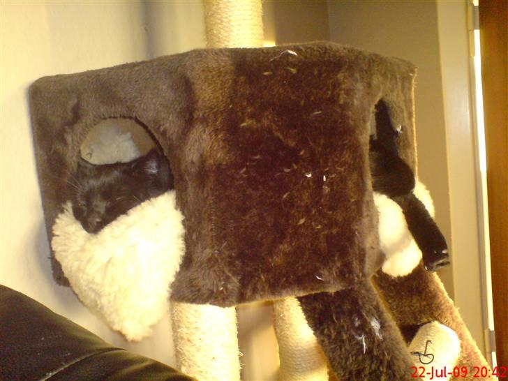 Huskat Arez - arez i skjul billede 8