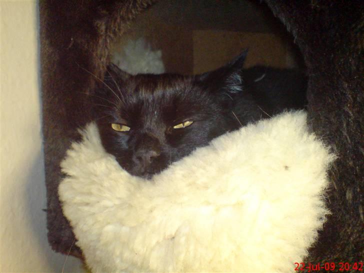 Huskat Arez - arez  billede 9