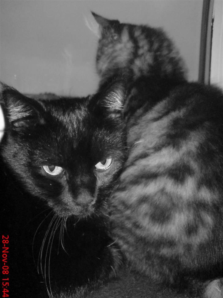 Huskat Arez - arez der nyder udsigten billede 10