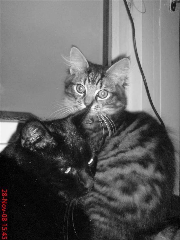 Huskat Arez - arez og herkulez der kigger ud billede 11