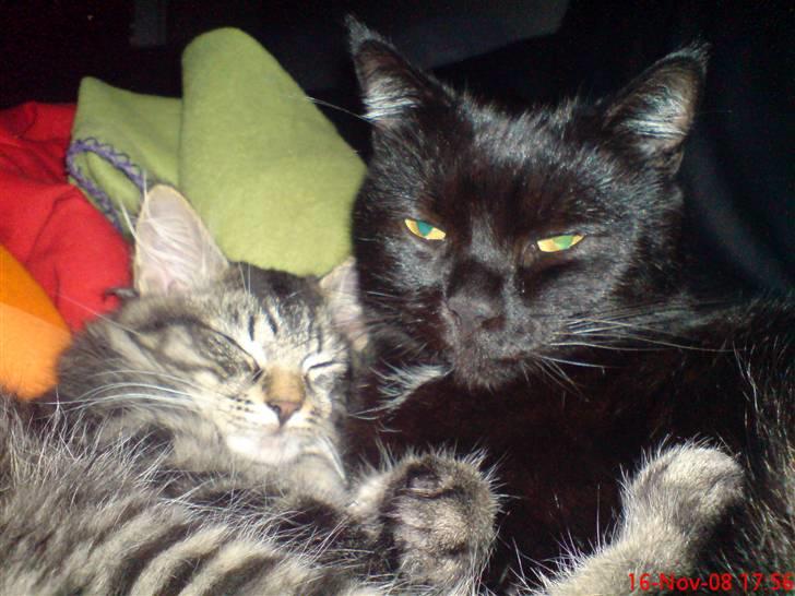 Huskat Arez - arez og herkulez der slapper a  billede 12