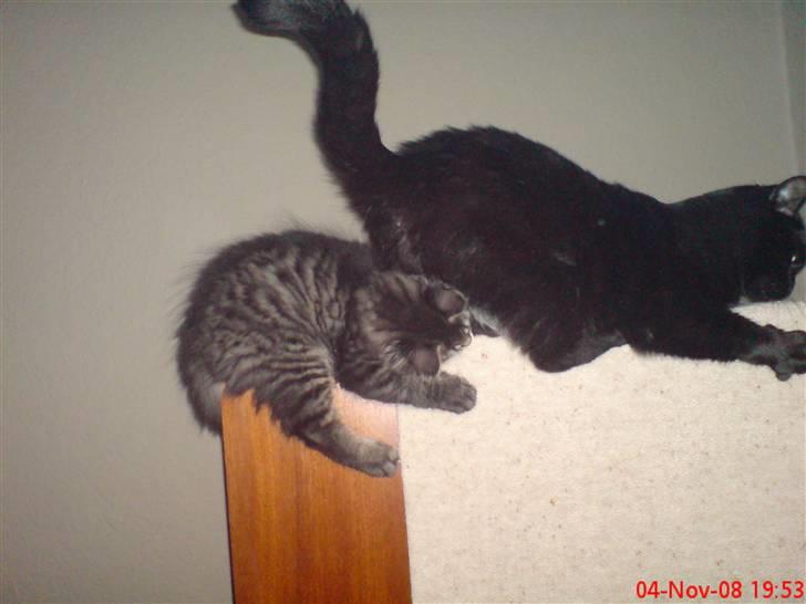 Huskat Arez - herkulez der driller arez  billede 13