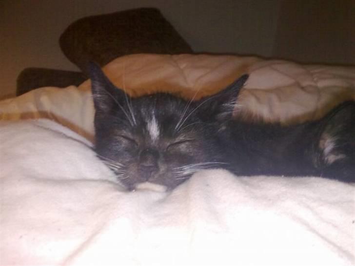 Huskat Bellis *R.I.P* - ZzZzZzZzZz billede 1