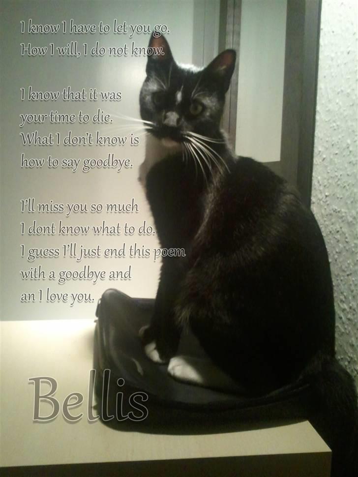 Huskat Bellis *R.I.P* - I´ll always miss you!!  billede 2