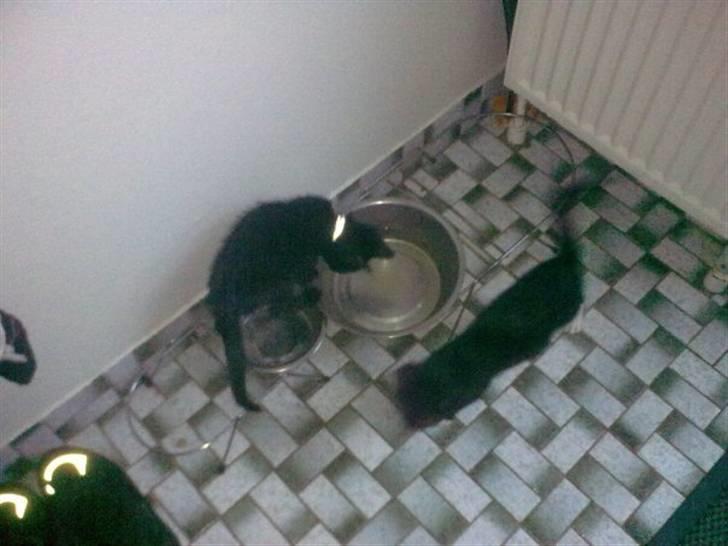 Huskat Bellis *R.I.P* - På besøg hos "bedstemor" nytårsaften, deres hunds vand smagte meget bedre (; billede 3