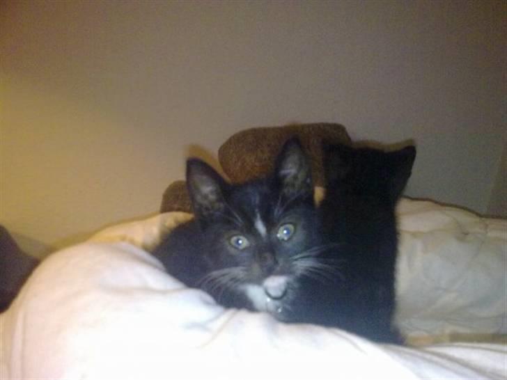 Huskat Bellis *R.I.P* - (Mig og min bror) - Ville du noget (: billede 4