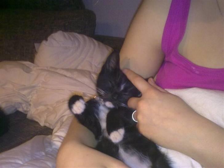 Huskat Bellis *R.I.P* - Uhhh det så dejligt at blive nusset på maven (: billede 5