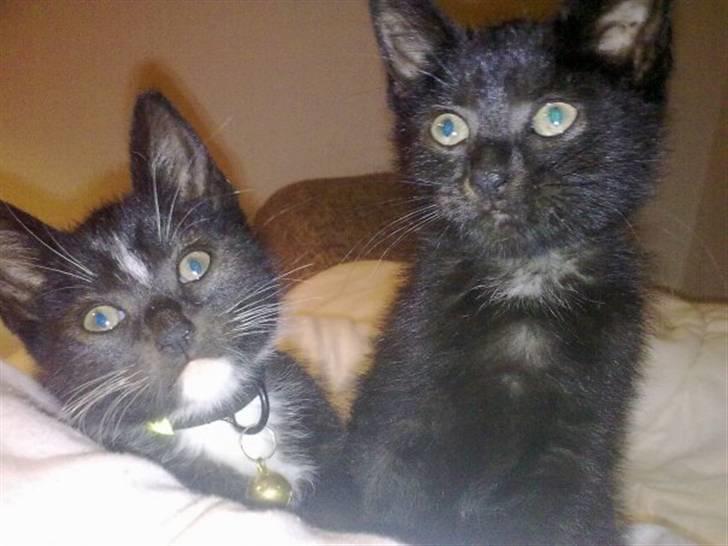 Huskat Bellis *R.I.P* - Vi er sååå søde (; billede 6