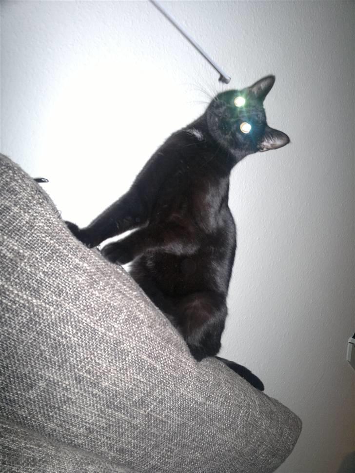 Huskat Plet billede 1