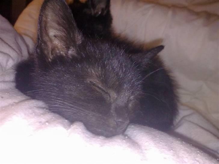 Huskat Plet - Endelig søvn (; billede 3