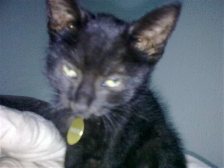 Huskat Plet - Ej moar ! Lad nu være ! billede 4