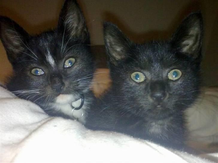 Huskat Plet - Vi er sååå søde (; Må vi sove nu (: billede 5