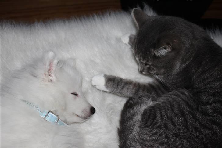 Huskat Chili<3 billede 11