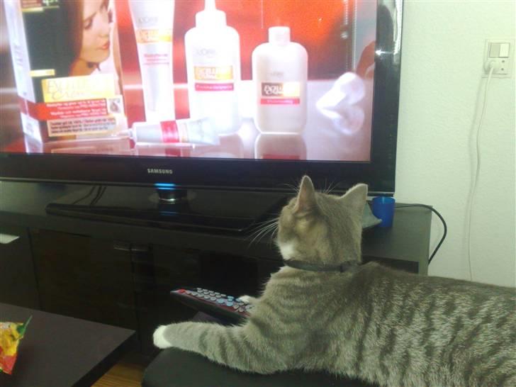 Huskat Chili<3 billede 12