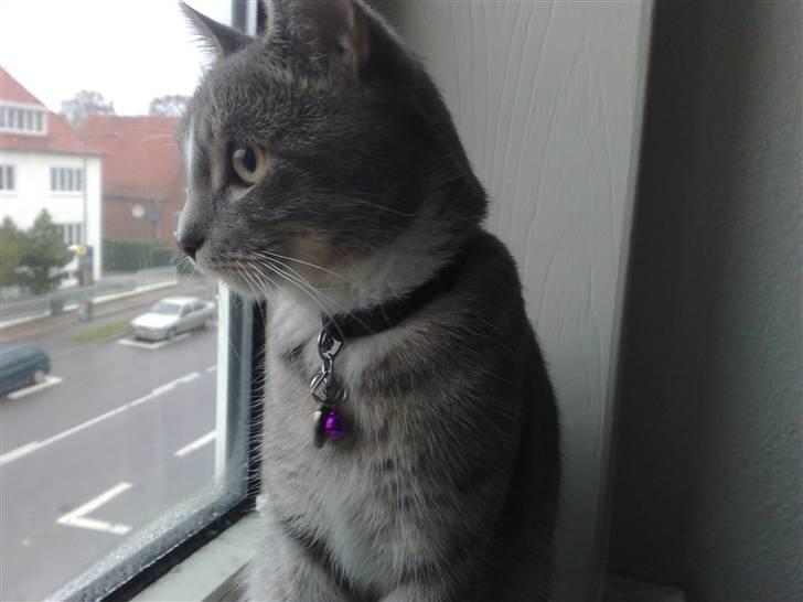 Huskat Chili<3 billede 13