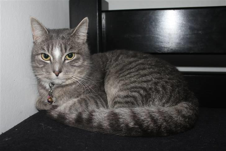 Huskat Chili<3 billede 14