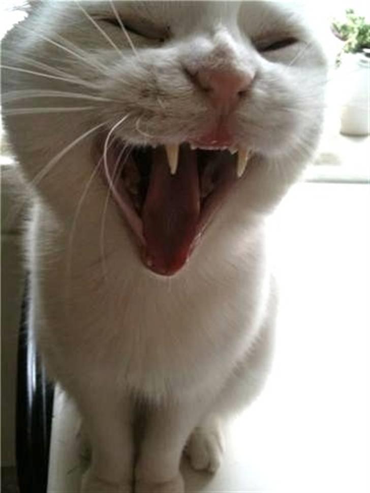 Huskat Mille billede 2