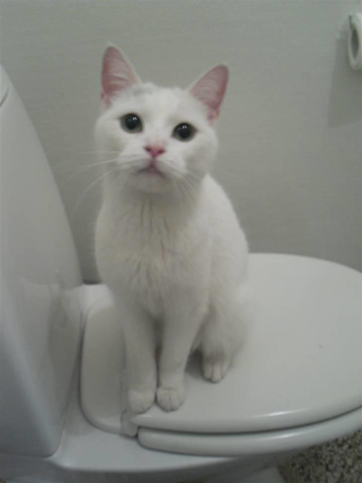 Huskat Mille billede 3