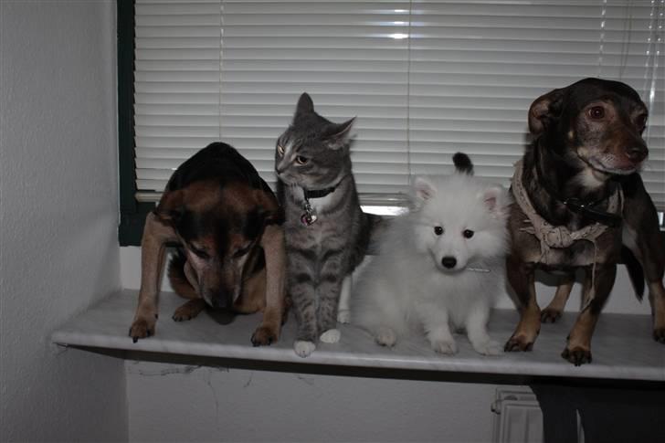 Huskat Chili<3 billede 15