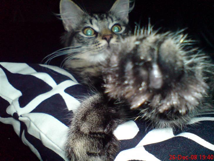 Huskat Herkulez - herkulez billede 1