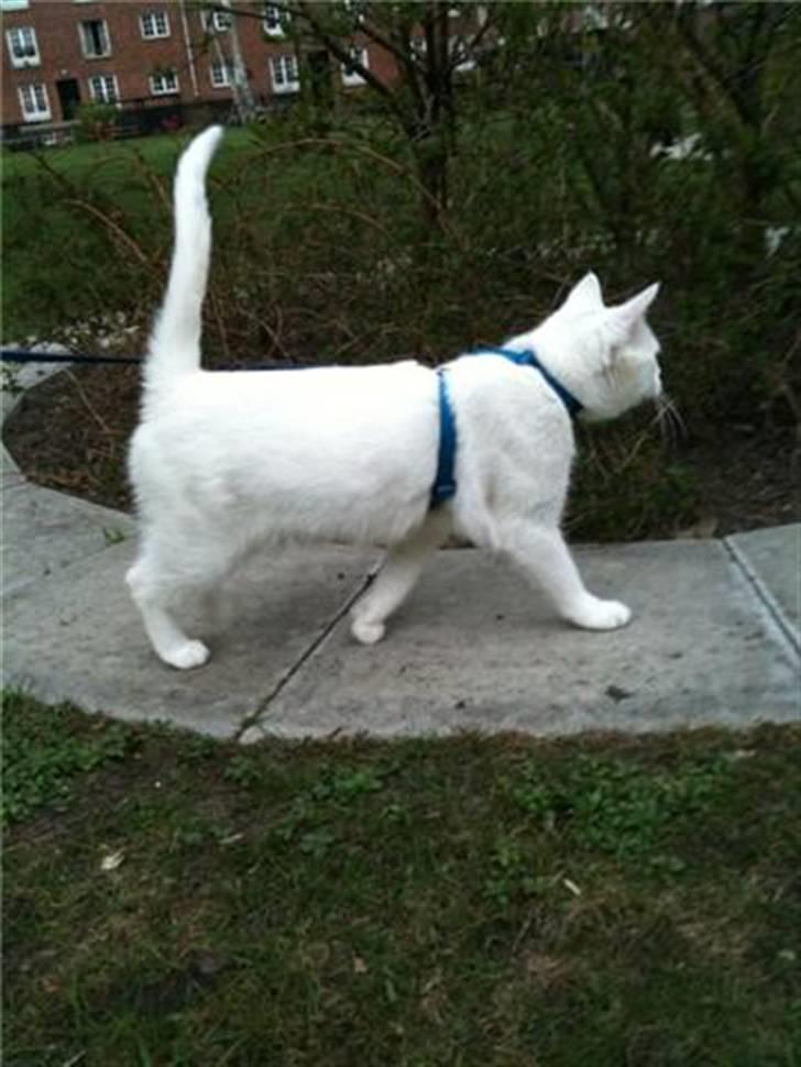 Huskat Mille billede 4