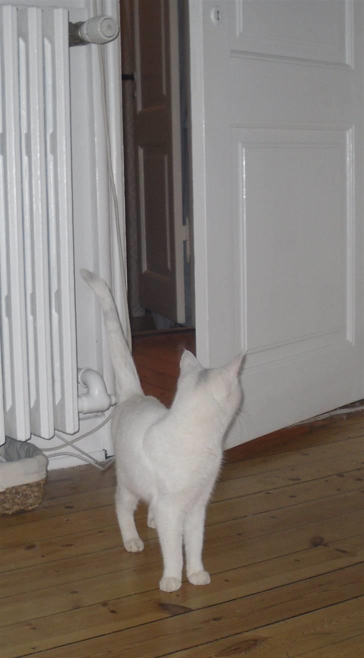 Huskat Mille billede 5