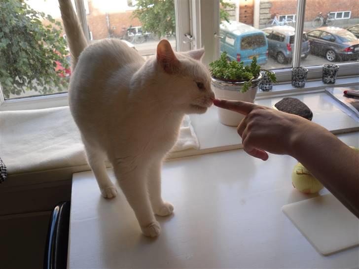 Huskat Mille billede 6