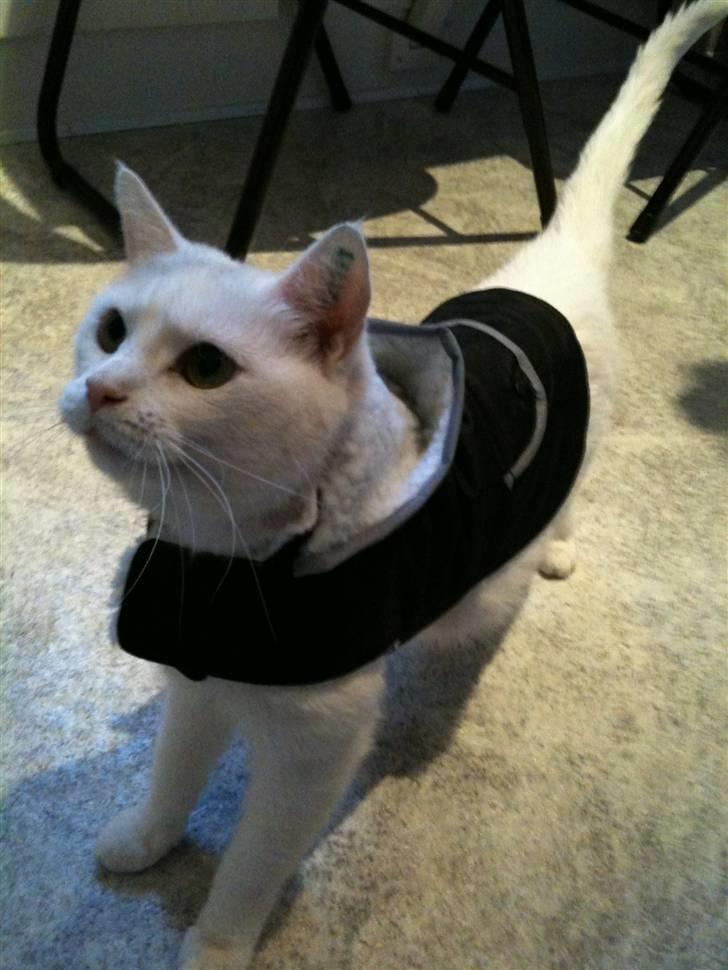 Huskat Mille billede 7